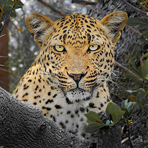 Leopard.4